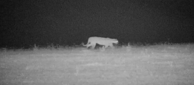 Radar Magos detecta onça e lobo-guará a 90 km da cidade de São Paulo